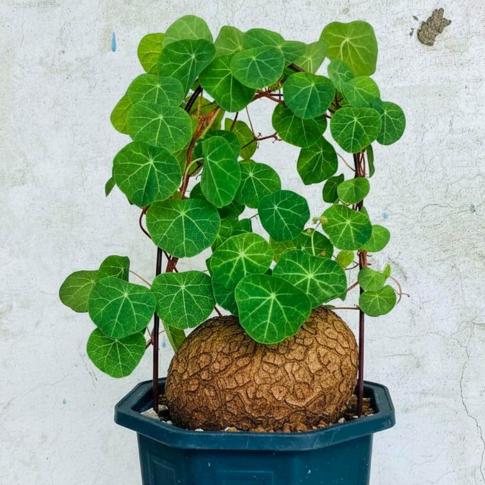 Already Sprouts Stephania Cephalantha Plant Bulb, Various Size Caudex, Rare Succulent with No Hair Roots, Home Decor, Houseplant, Cold Hardy (Large 3-3.5" Caudex)