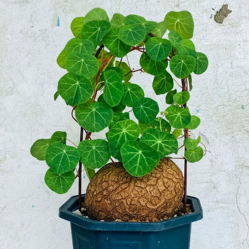 Already Sprouts Stephania Cephalantha Plant Bulb, Various Size Caudex, Rare Succulent with No Hair Roots, Home Decor, Houseplant, Cold Hardy (Large 3-3.5" Caudex)