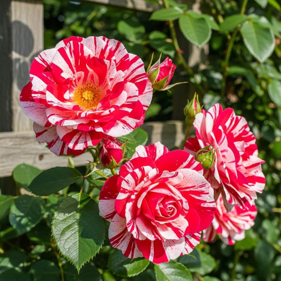 Red White Climbing Rose Live Plant, Fragrant Rose Bush Ready to Plants, Zone 5 to 9, Size 5 to 7 Inches and Bare Root