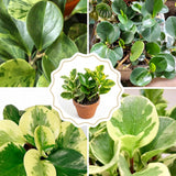 3 Assorted Peperomia Plants Live in 2 Inch Pot - 3-4" Mix Peperomia Plants, Mini Tropical Houseplants for Indoor Planting