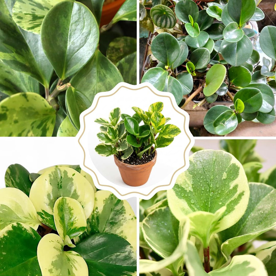 3 Assorted Peperomia Plants Live in 2 Inch Pot - 3-4" Mix Peperomia Plants, Mini Tropical Houseplants for Indoor Planting
