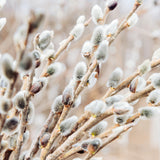 Pussy Willow Live Plant in 2.5 Inch Pot, Ornamental Shrub, Fast Growing Early Spring Blooming Tree for Gardening