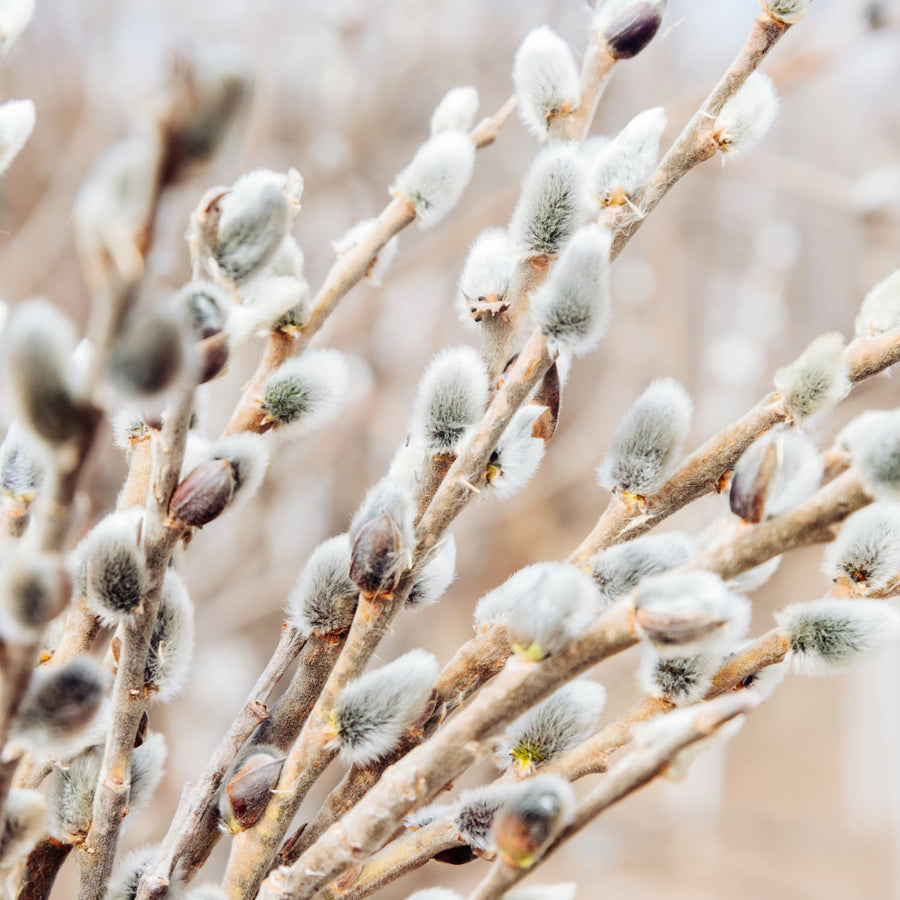 Pussy Willow Live Plant in 2.5 Inch Pot, Ornamental Shrub, Fast Growing Early Spring Blooming Tree for Gardening