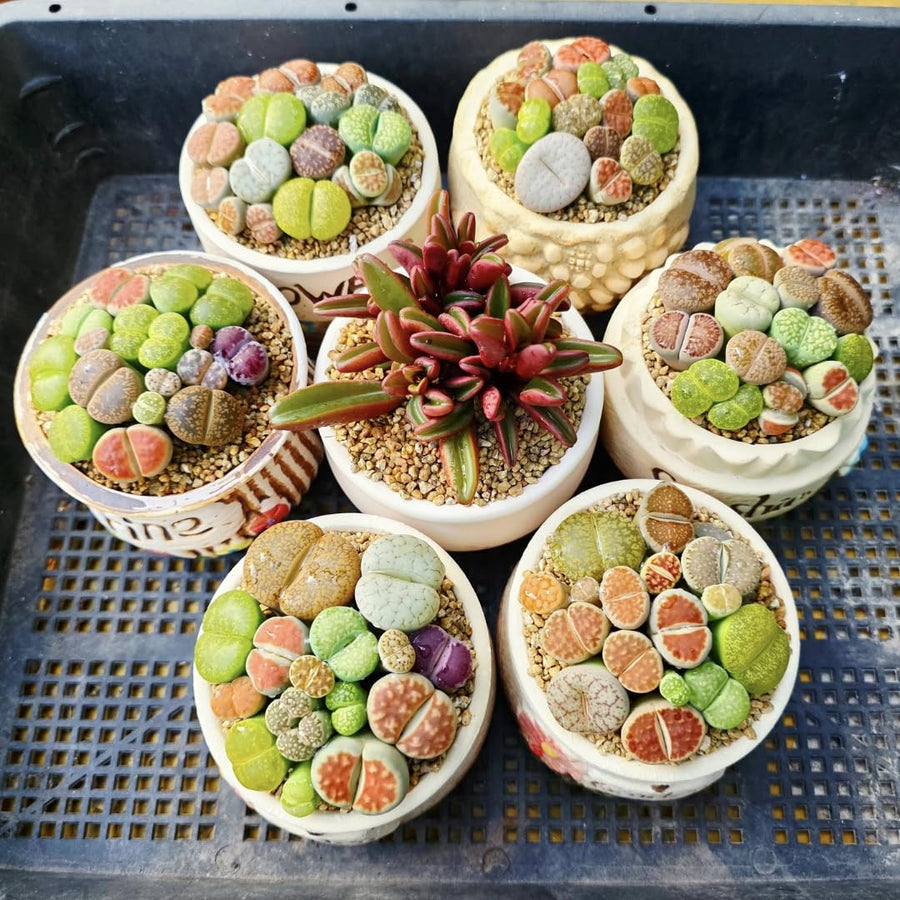10 Large Random Mix Lithops Living Stones, Live Succulent Plants, Bare Roots Garden Indoor, Rocks Living Stones