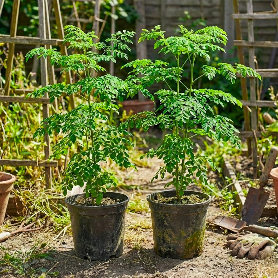 Live Moringa Oleifera Tree Plant, 1-2 Feet Tall, Established Malunggay Plant in Pot, Fast-Growing Drumstick Tree, No CA