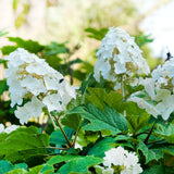 Hydrangea Live Plant, 4 Inch Pot, White Hydrangea Bush, Hardy Perennial Flowering Shrub, 6-12" Tall