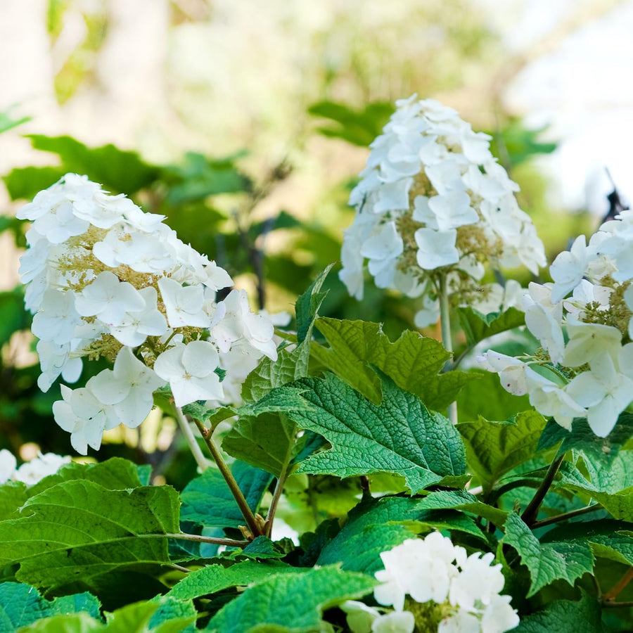 Hydrangea Live Plant, 4 Inch Pot, White Hydrangea Bush, Hardy Perennial Flowering Shrub, 6-12" Tall