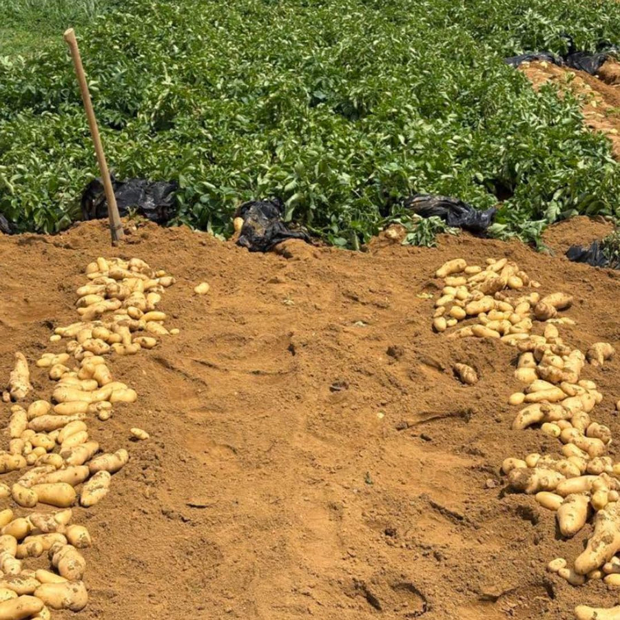 Yukon Gold Potato Seeds for Planting, Seed Potatoes Tuber for Planting, 2 Pounds, Heirloom, Easy to Plant Vegetable Plant Live, Potato Bulbs
