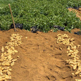 2 Pounds Yukon Gold Seed Potatoes for Planting, Heirloom, High Yields Potato Seeds Tubers Bulbs Vegetable Live Plants
