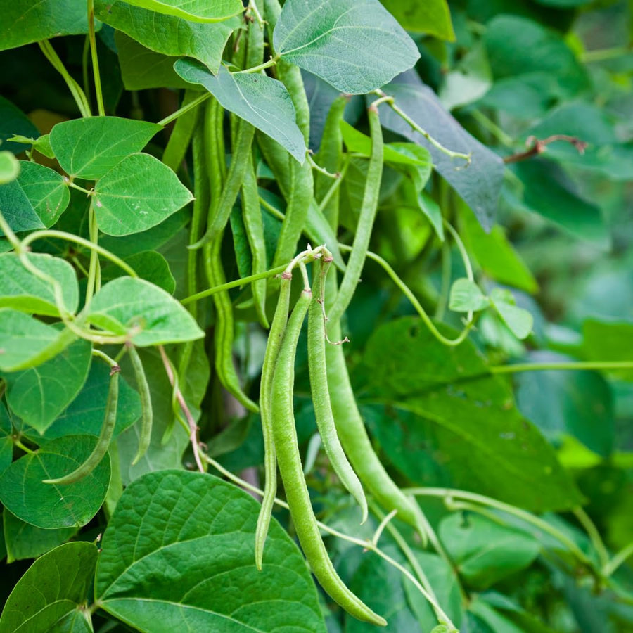 2 PPP Green Beans Plant Live, 4 to 6 Inches Tall, Green Bean Plants Live for Planting, Potted Vegetable Starter Plants for Home Gardens