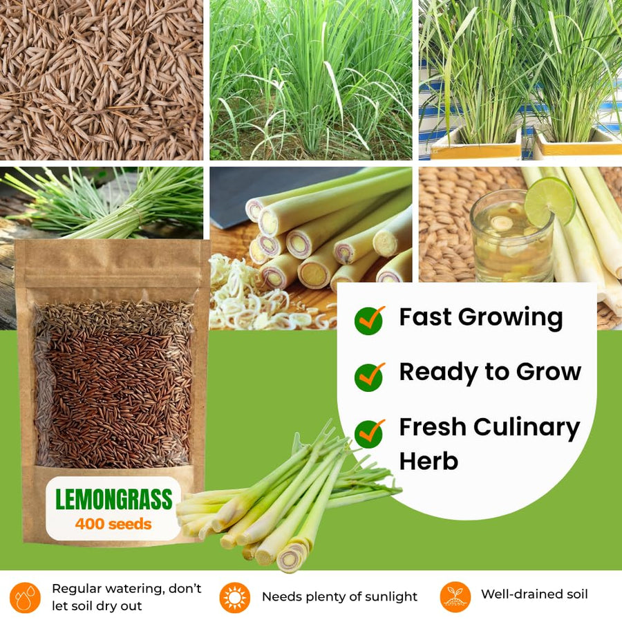 400 Lemongrass Seeds for Planting, Fragrant Lemon Grass Herb, Ideal for Outdoor Garden, Patio, Containers