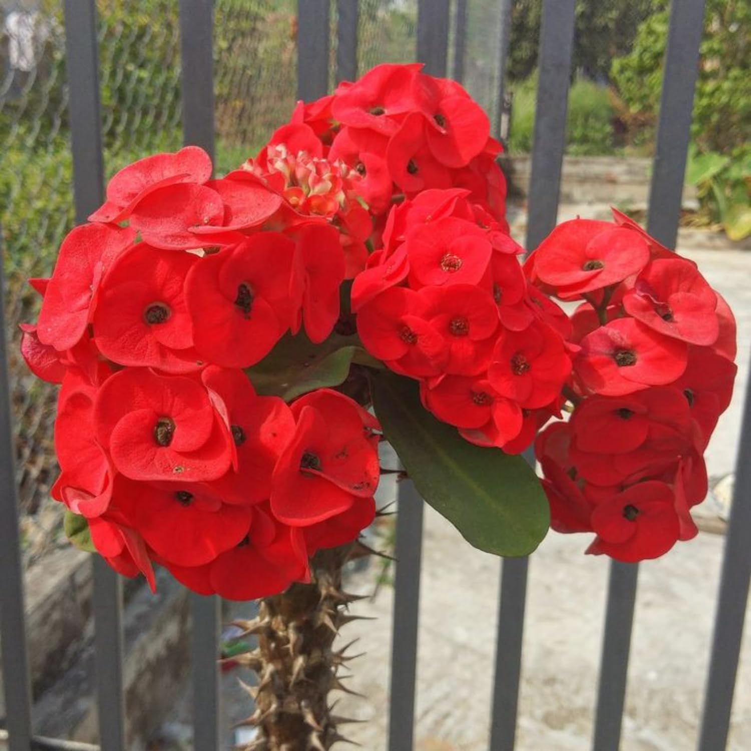 Red Euphorbia Crown of Thorns Plant Live, Crown of Thorns Live Plant, 4 Inc Potted, Succulent Plant Live for Gardening, Red Flower