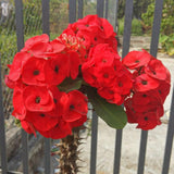 Red Euphorbia Crown of Thorns Plant Live, Crown of Thorns Live Plant, 4 Inc Potted, Succulent Plant Live for Gardening, Red Flower