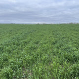 5 Ibs Rye Cover Crop Seeds, Cereale Rye Cover Crop Seeds for Garden Beds and Outdoor Growing