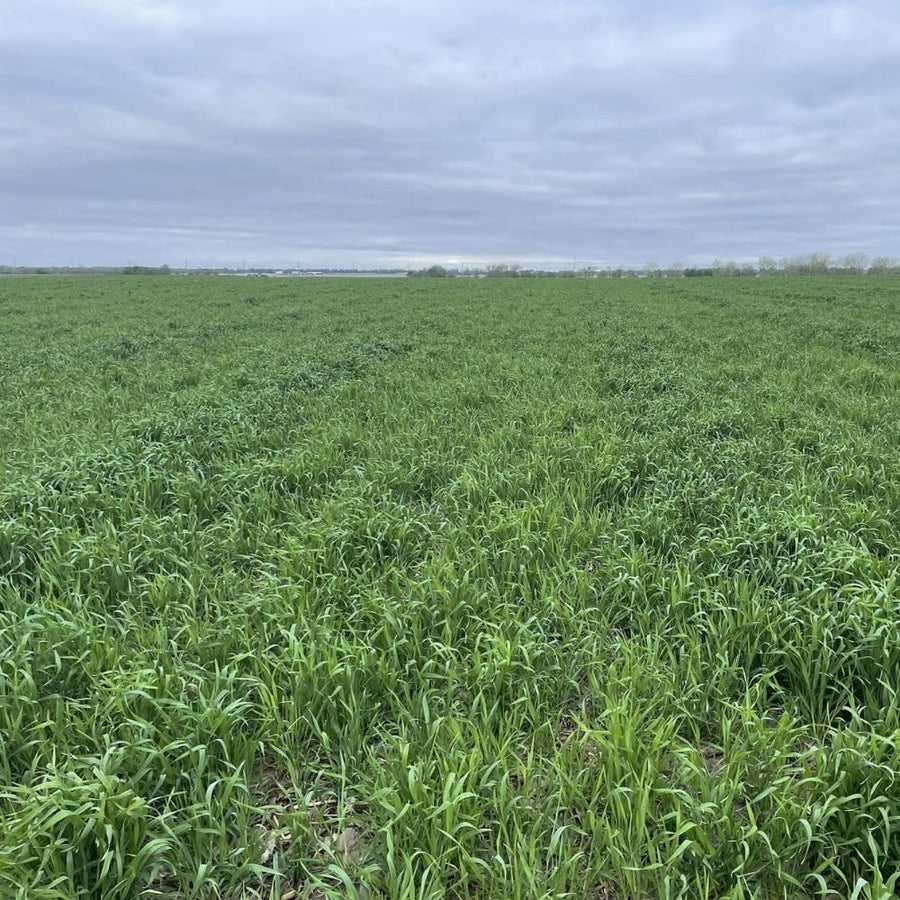 5 Ibs Rye Cover Crop Seeds, Cereale Rye Cover Crop Seeds for Garden Beds and Outdoor Growing