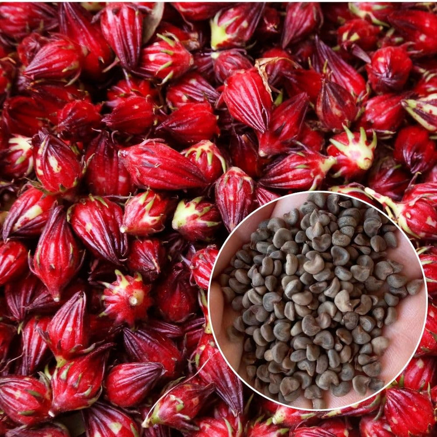 Pack 50 Roselle Seeds, Hibiscus Sabdariffa Seeds for Planting, Roselle Hibiscus Seed for Herbal Garden
