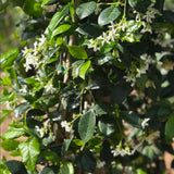 Green Star Jasmine Live Plant, Fragrant Flowering Jasmine in 3'' Pot, 8-10 Inches Tall, Flowering Vine Plant for Outdoor Garden