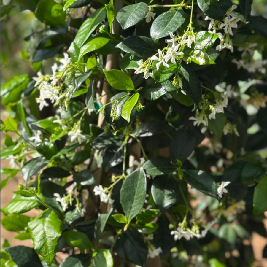 Green Star Jasmine Live Plant, Fragrant Flowering Jasmine in 3'' Pot, 8-10 Inches Tall, Flowering Vine Plant for Outdoor Garden