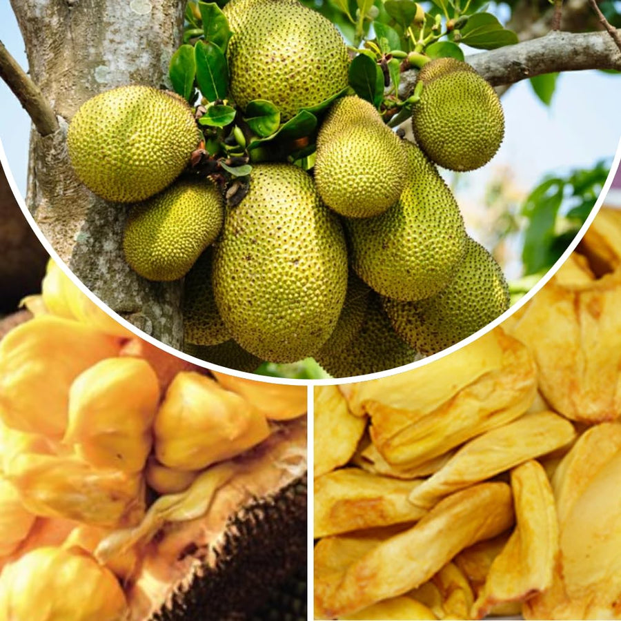 Jackfruit Tree Live Plant, 10 Inc Tall, Live Jackfruit Plant for Gardening