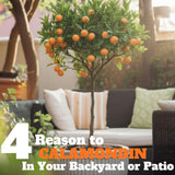 Dwarf Calamondin Tree Live Plant, Calamansi Orange Tree, 3-4 Feet Tall, Indoor Outdoor Garden Fruit Tree