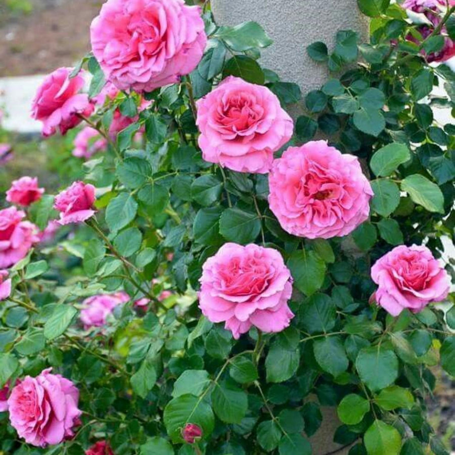 TANKDA Mini Rose Bush, Miniature Rose Flowers in 3'' Pot, Compact Flowering Rose for Indoor Outdoor Gardens and Containers (Pink Roses)