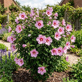 Pink Rose of Sharon Live Plant in Quart Pot, Althea Hibiscus Flowering Shrub for Outdoor Garden