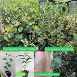 Baby Blue Eucalyptus Tree Live, Eucalyptus Plant, 2.5" Pot Starter for Indoor Outdoor Planting
