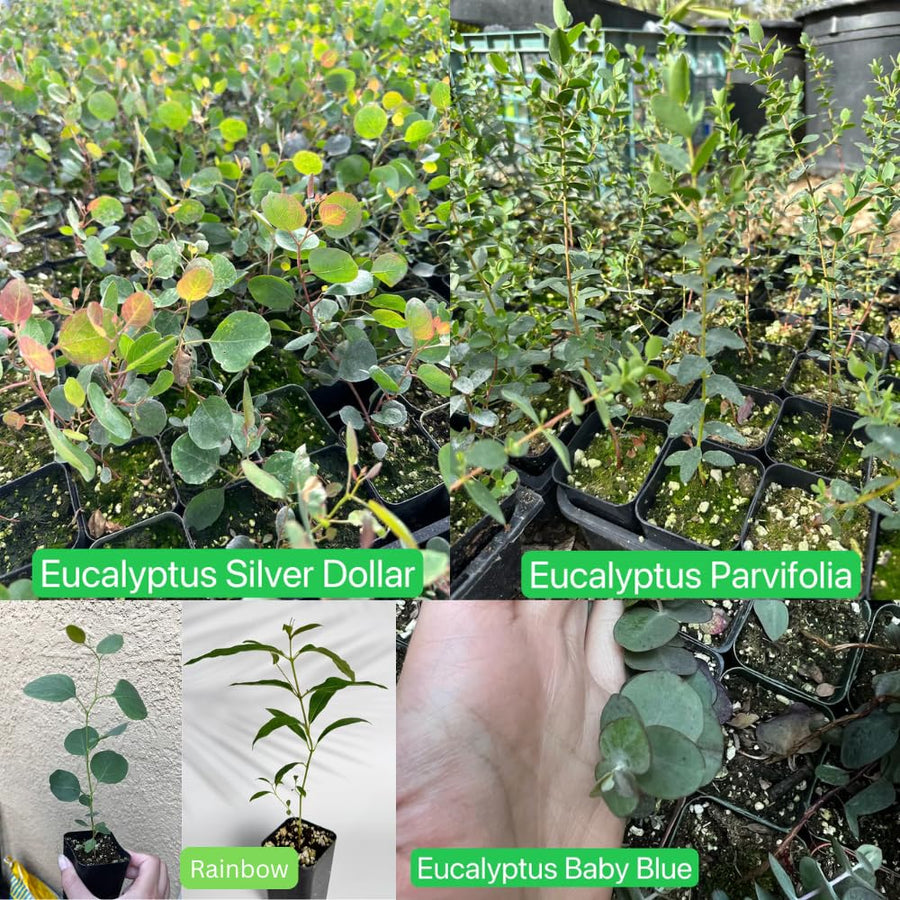 Baby Blue Eucalyptus Tree Live, Eucalyptus Plant, 2.5" Pot Starter for Indoor Outdoor Planting