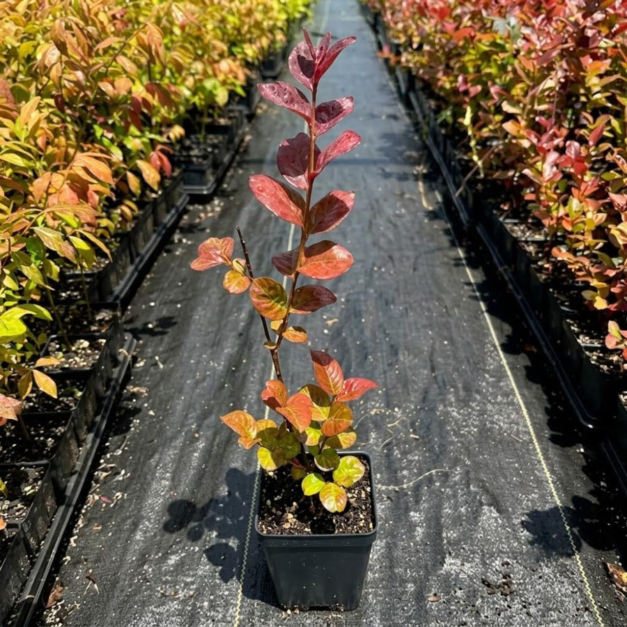 Snowball Bush Live Plant, Snowball Viburnum Bush, 2.5 Inc Pot, 8-10 Inc Tall, Viburnum Live Plant for Outdoor Garden and Landscape