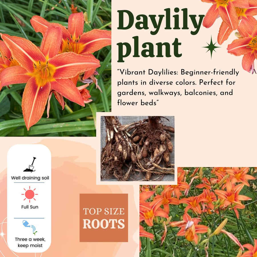 10 Wild Daylily Roots, Hardy Perennial Flower for Garden Beds and Borders Planting, Easy Care, Ready to Grow