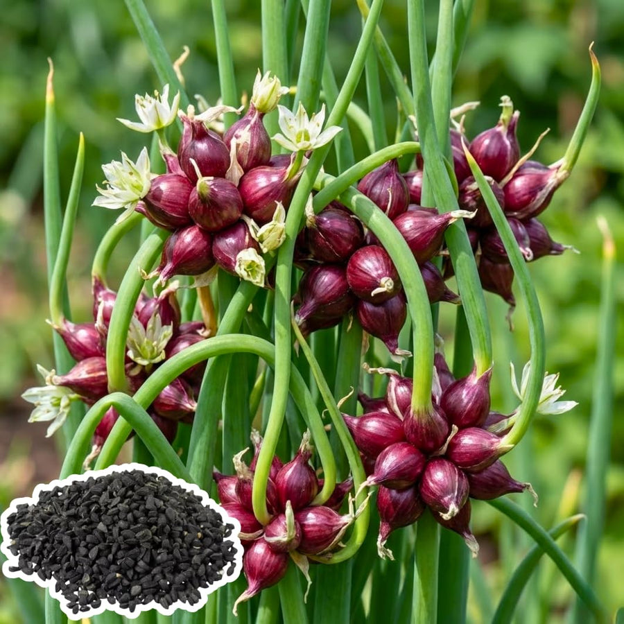 50 Egyptian Walking Onion Seeds for Planting, Hardy Perennial Vegetable Seeds, Not Bulbs, Edible Onion Herb for Home Garden Year-Round Planting