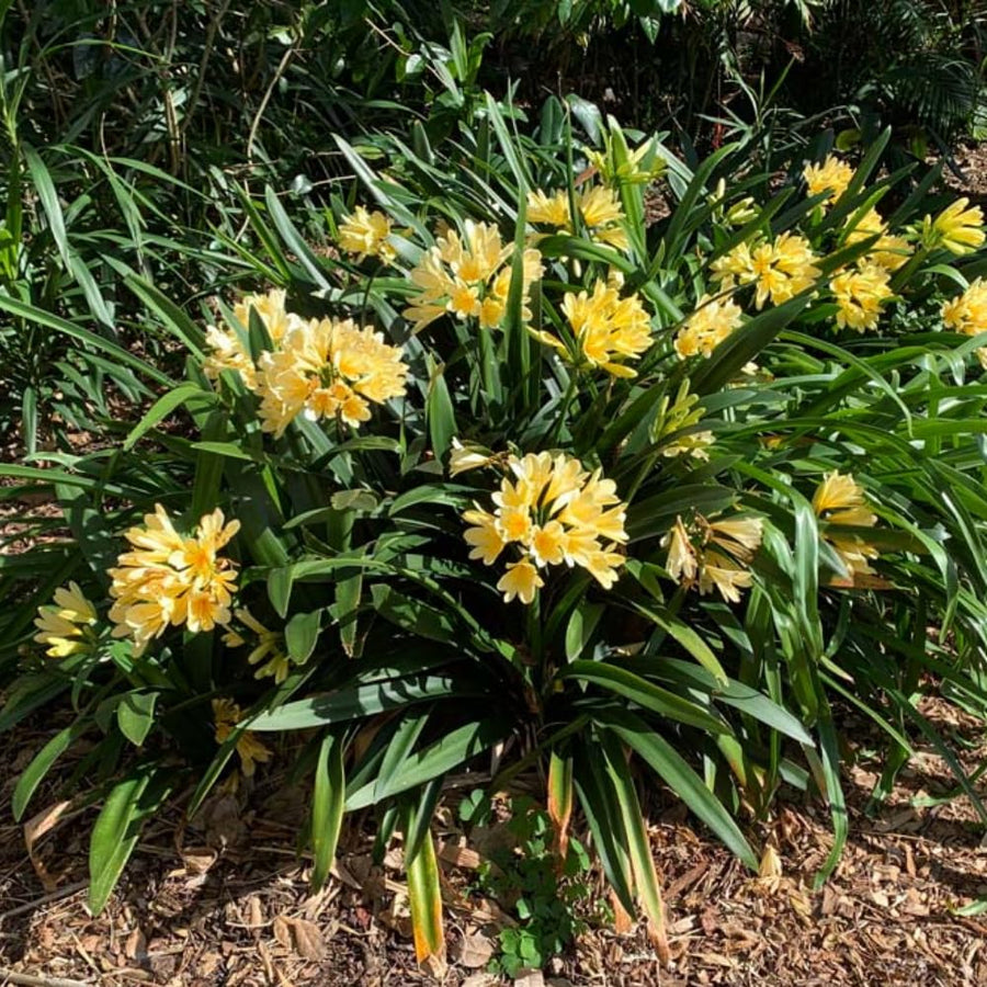 Yellow Clivia Plant Live, Clivia Flower Plant, 6-8 Inches Tall in 6 Inches Pot, Bush Lily Plant for Outdoor Garden