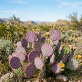 50 Purple Prickly Pear Seeds, Prickly Pear Cactus Seeds, Drought Tolerant Plant for Outdoor Growing