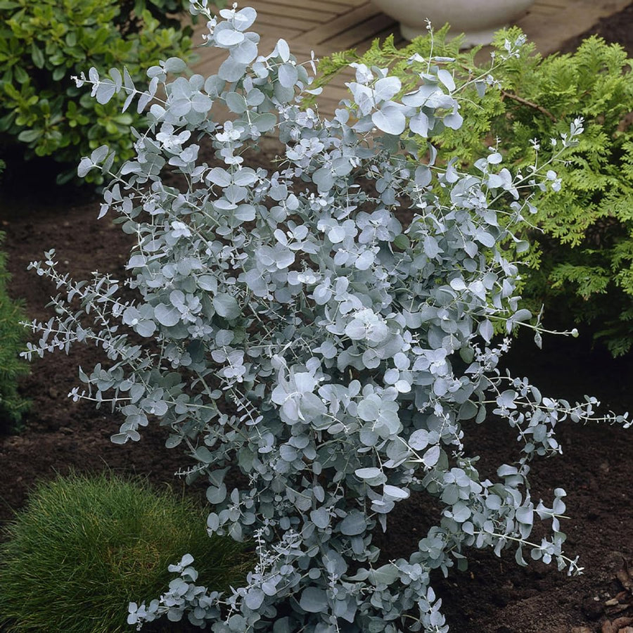 Fragrant Starter Eucalyptus Tree Plant Live, 5-8 Inches Tall, Dormant, Fragrant Leaf for Home Decor, Ready for Transplant (Silver Dollar)