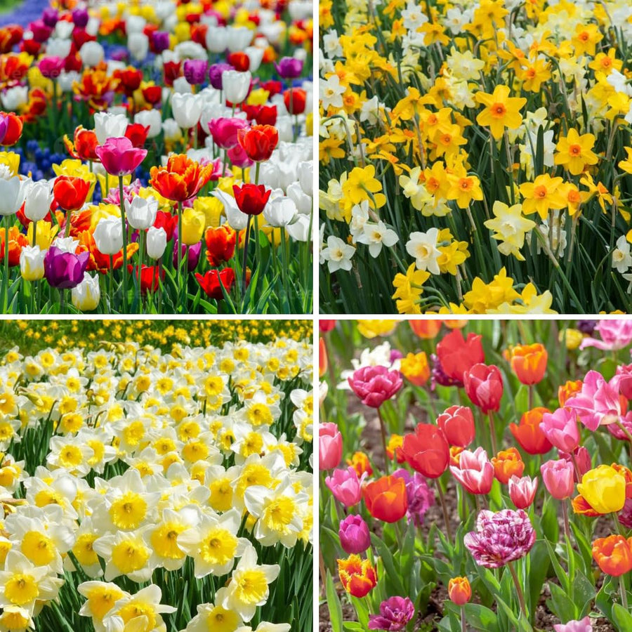 10 Mix Tulip and Daffodil Bulbs for Spring Planting, Coloful for Spring Bloom, Outdoor Planting