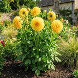 Dahlia Tuber for Planting, Yellow Dahlia Flower for Summer Blooms, Large and Vibrant Flowers, Suited for Zones 8 to 11