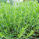 Pack 2 French Tarragon Plants Live, Tarragon Herb Plant Ready to Grow, 5-9 Inch Tall, Tarragon Mint for Your Garden