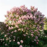 Pink Lilac Plants 12–18" Tall, Well Rooted Live Flowering Lilac Shrubs for Patio, Container and Backyard Landscaping