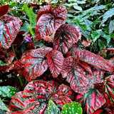 Set 3 Begonias Live Plants, Red Begonia, No Pot, Starter 4 to 8 Inc Tall, Indoor Outdoor Houseplant