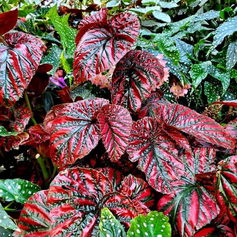 Set 3 Begonias Live Plants, Red Begonia, No Pot, Starter 4 to 8 Inc Tall, Indoor Outdoor Houseplant