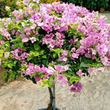 Bougainvillea Plant Live, Bougainvillea Flower Plants, Trailing Flowering Vines, Vibrant Blooms, 4-7 Inches Tall in 4 Inch Pot for Growing (White Pink)