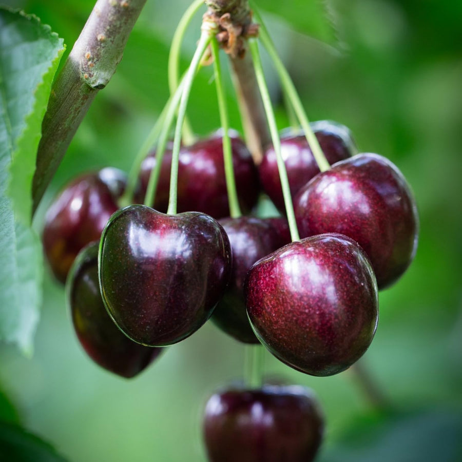 2 Black Cherry Trees Live Plants, Sweet Cherry Plants Live Fruit Tree, Bareroots Dormant 12-18 Inch Height, Wild Black Cherry Seedling for Planting Home Garden
