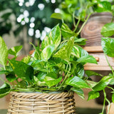 2 Pothos Live Plants, Live Pothos Plant, 3 to 5 Inc Tall, Indoor House Plants Outdoor (Golden)