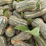 25 Striped Butternut Squash Seeds for Planting, Winter Squash Seeds, Vegetable Garden Seeds for Outdoor Growing, Suitable for Trellis or Ground Planting