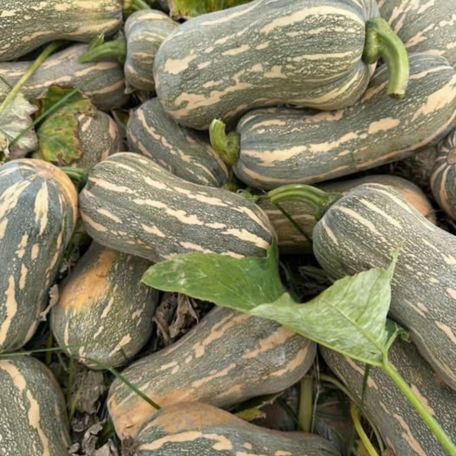 25 Striped Butternut Squash Seeds for Planting, Winter Squash Seeds, Vegetable Garden Seeds for Outdoor Growing, Suitable for Trellis or Ground Planting
