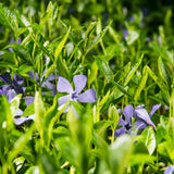 Set of 50 Periwinkle Plant Live, Vinca Minor Plants Live, Periwinkle Ground Cover, Well Rootes for Outdoor Gardens, Slopes, and Landscape Areas