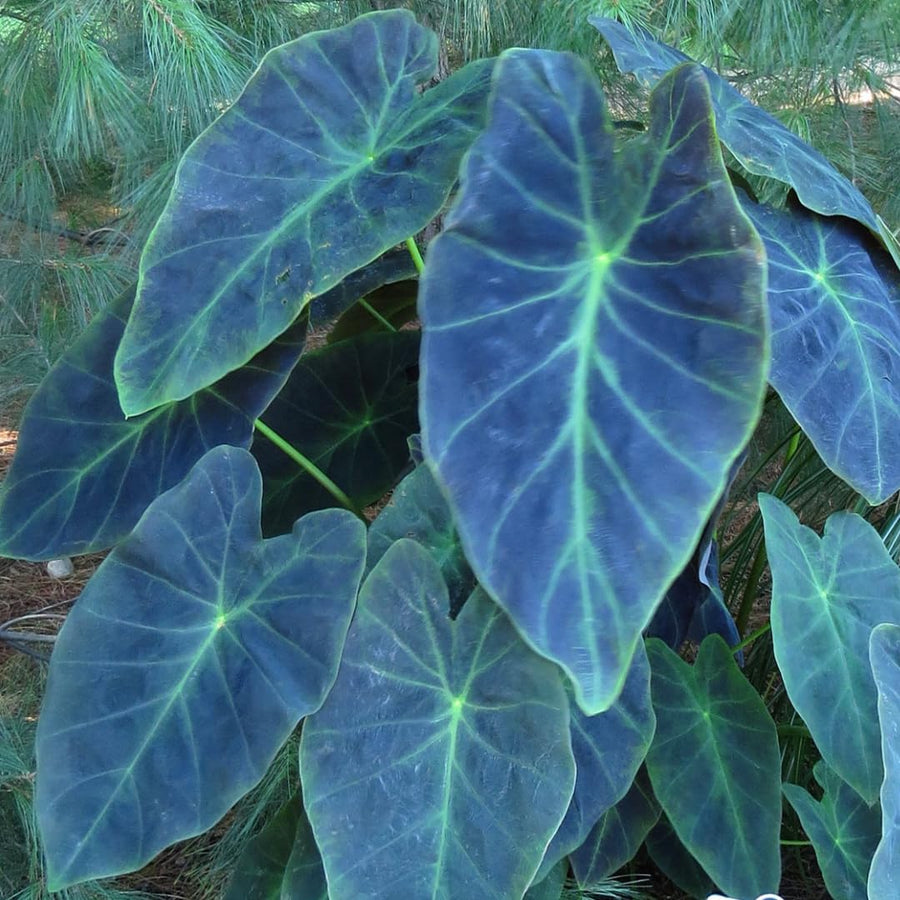 3 Colocasia Plants Live, Elephant Ear Caladium Esculenta Plants, 5 to 8 Inc Tall (Dark Dreen to Black Leaves)