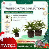 2 Christmas Cactus Plants Live, Holiday Blooming Indoor Plants Live Houseplants, Hanging Baskets Easy Care, Well-Rooted 5-8" Tall, No Pot, Bareroots, Single Stems (Purple Christmas Cactus)