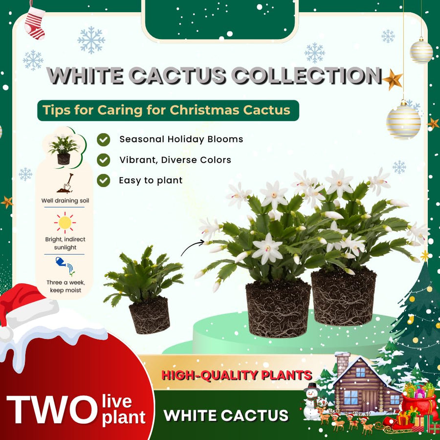 2 Christmas Cactus Plants Live, Holiday Blooming Indoor Plants Live Houseplants, Hanging Baskets Easy Care, Well-Rooted 5-8" Tall, No Pot, Bareroots, Single Stems (Purple Christmas Cactus)