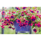 4 Blue Eyes Fuchsia Plants Live, 4 Inches Pot, Fuchsia Plants Live from 4 Inc Tall